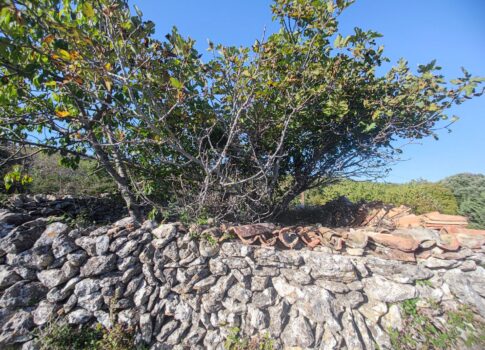 CRES, PODOL – Eredeti kőpajta – Tökéletes lehetőség felújításra és befektetésre a sziget békéjében!